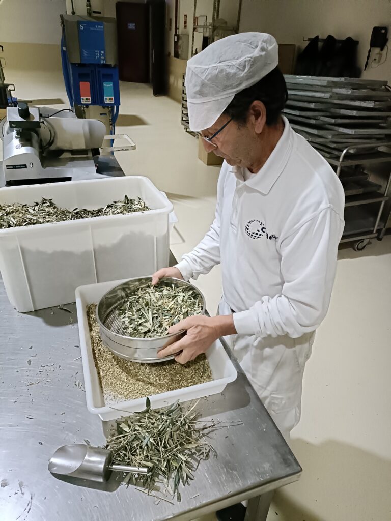 tratando hojas olivo