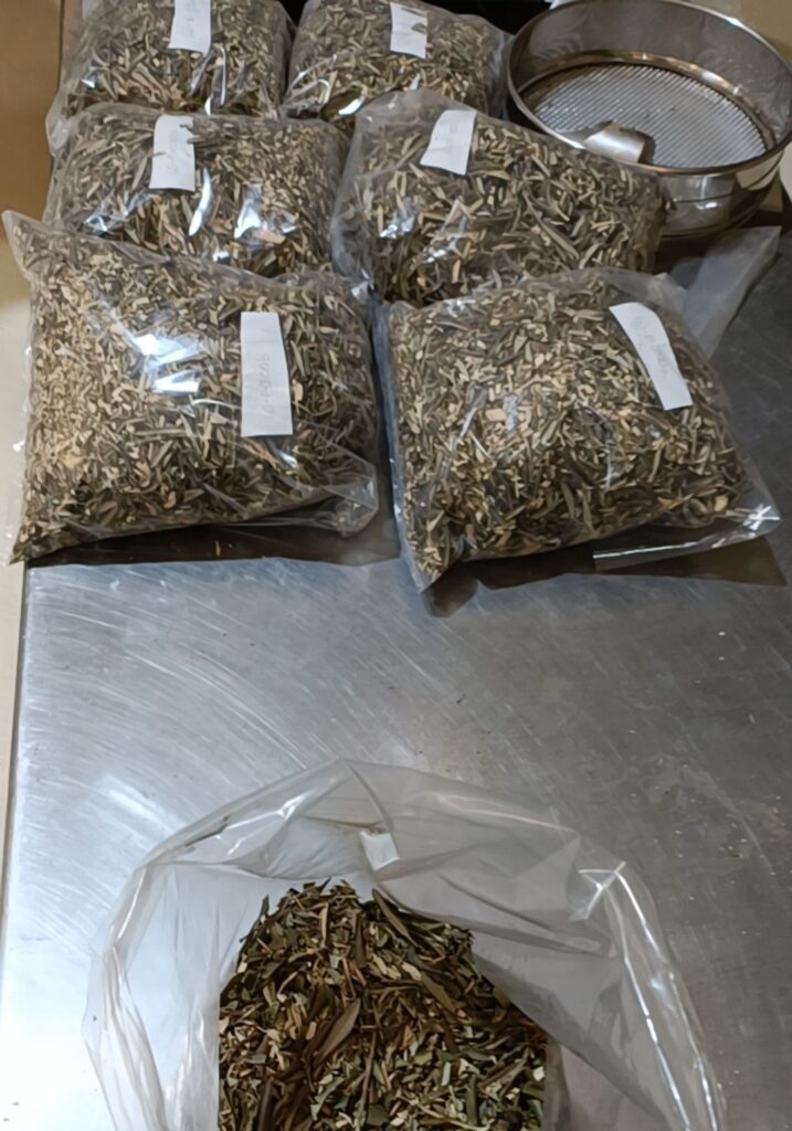 procesando hojas de olivo