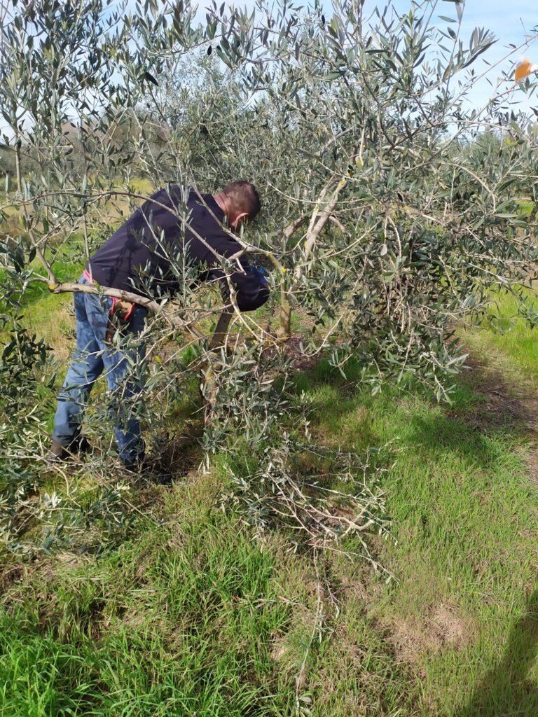 tratando hojas olivo