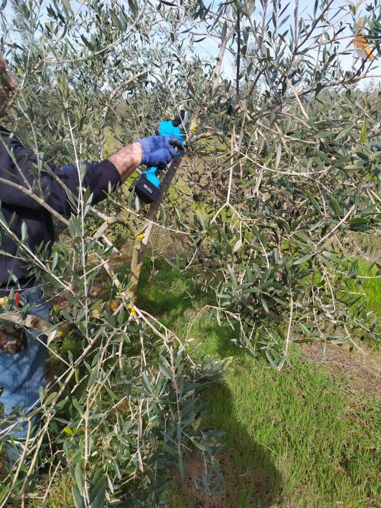 recogiendo hojas olivo