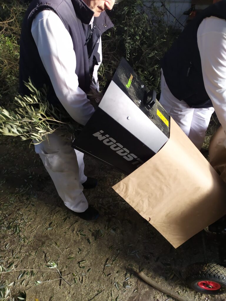 guardando hojas olivo