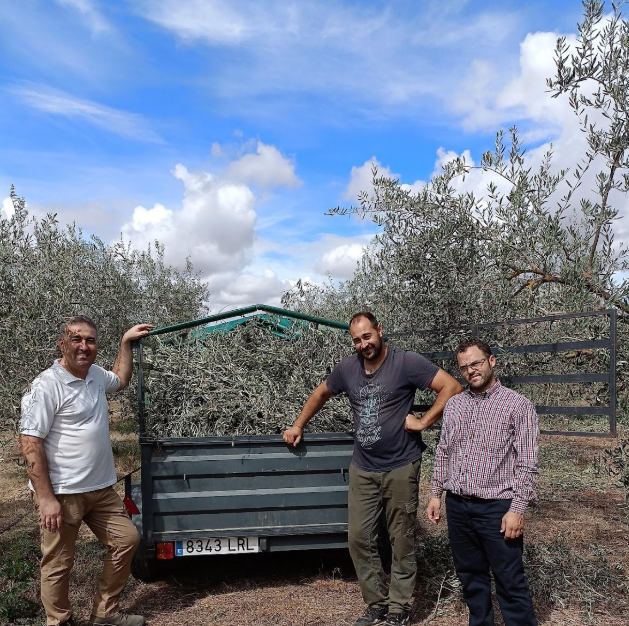 Recolección de hojas de olivo en finca, en el marco del proyecto GO SUPRA BIOLIVA.